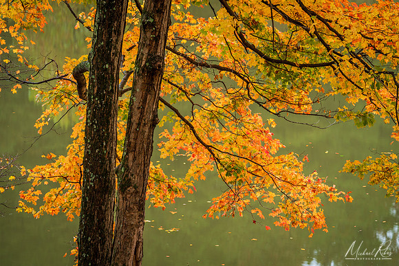 Tree and Lake (2020)