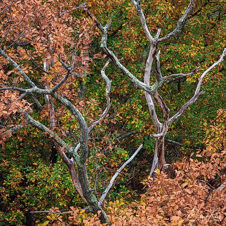 Trees (2020)