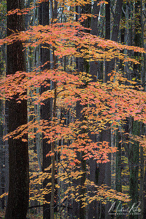 Autumn Foliage (2020)