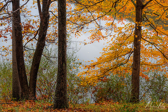 Fall Trees at Mountwood (2020)