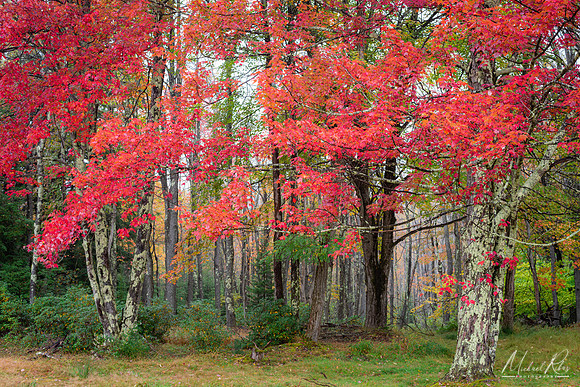 Red Maple at Blackwater (2020)