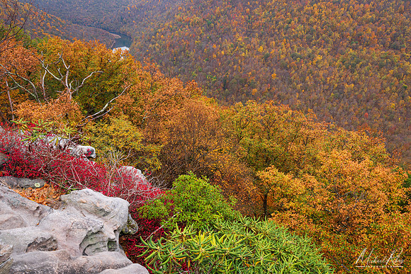 Cheat Canyon at ?Coopers Rock (2020)