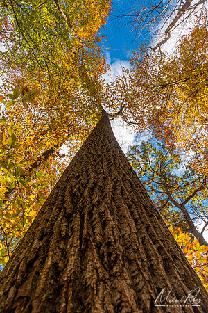 Tree Trunk (2020)