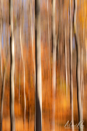 Fall Trees Abstract (2020)