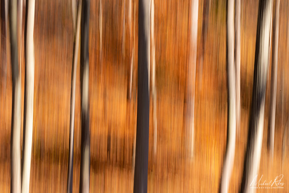 Fall Trees Abstract (2020)