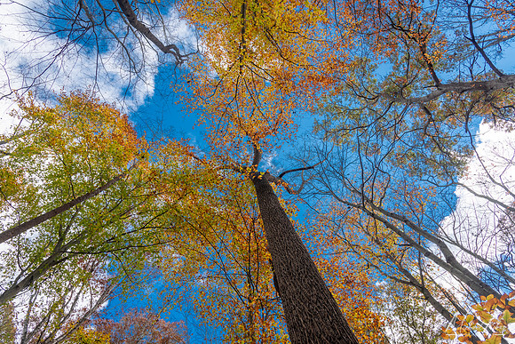 Looking Upwards (2020)