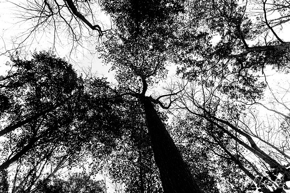 Looking Upwards B&W (2020)