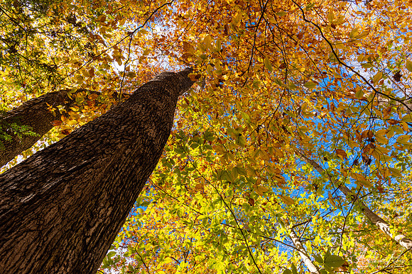 Forest Canopy (2020)
