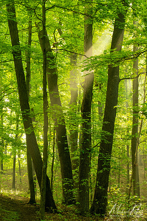 Morning Light (2025)