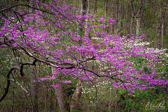Redbud and Dogwood (2021)