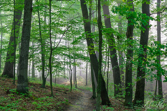 Spring Morning (2021)