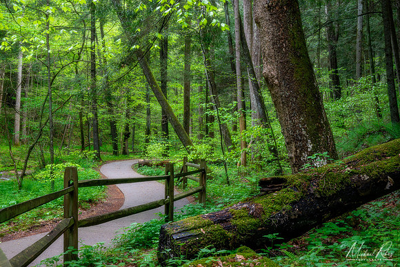 Conkles Hollow in Spring (2021)