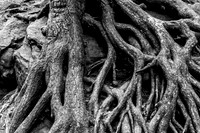 Gnarley Tree Roots (2021)