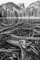 Driftwood on Nymph Lake (2021)