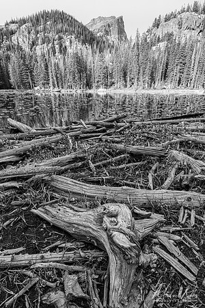 Driftwood on Nymph Lake (2021)