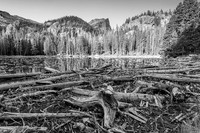 Driftwood on Nymph Lake (2021)