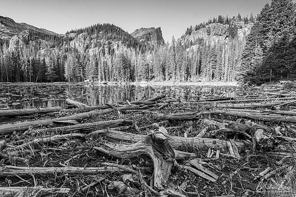 Driftwood on Nymph Lake (2021)