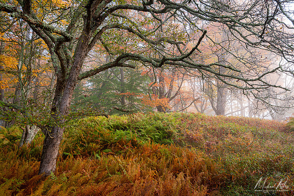 Canaan Valley Foggy Morning (2021)