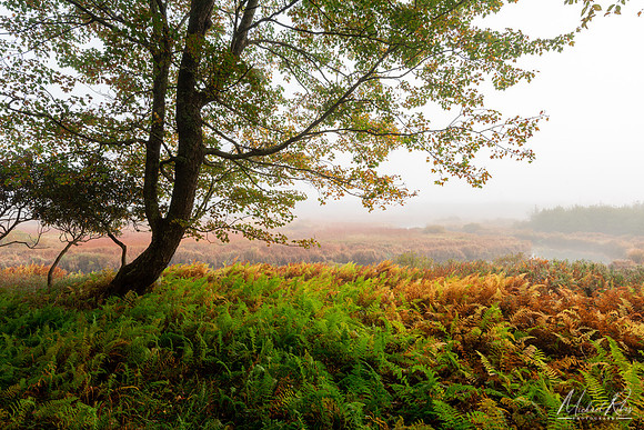 Canaan Valley Fall (2021)
