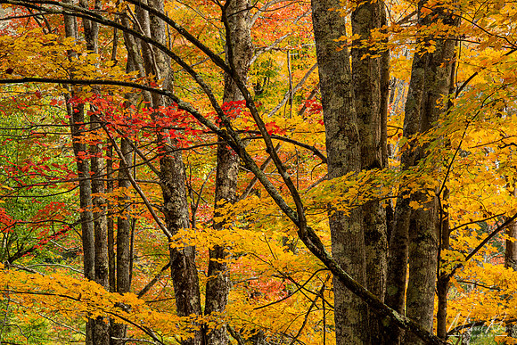 Autumn Trees, Monongahela National Forest  (2021)