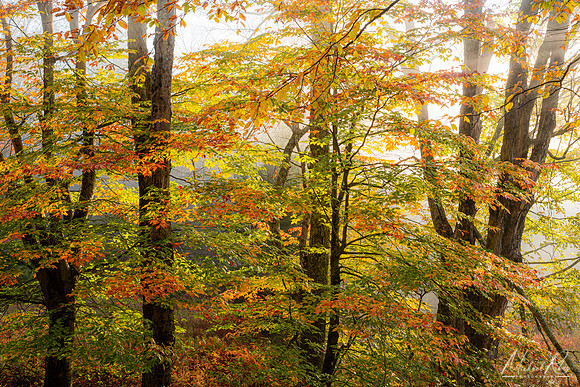 Canaan Valley Autumn Forest (2021)