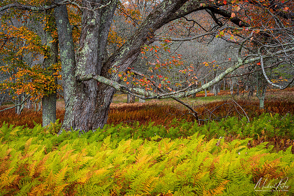 Tree and Ferns, Canaan Valley (2021)