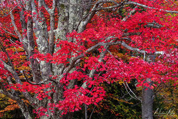 Blackwater Falls State Park Red Maple (2020)
