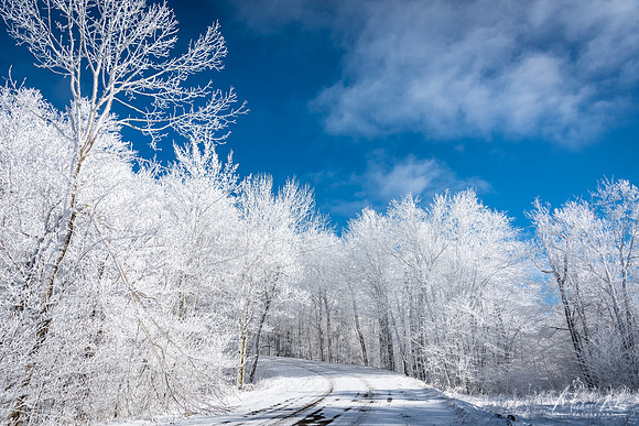 Snow Covered Trees (2019)