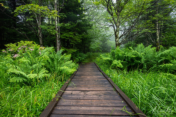 Roaring Plains Trail (2019)