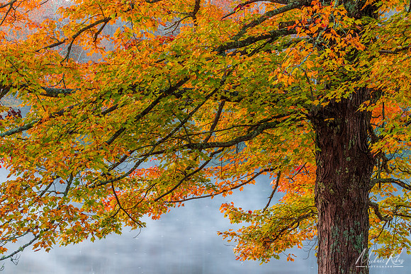 Sugar Maple on Price Lake (2019)