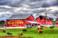 Ohio Barns and Cows (2017)