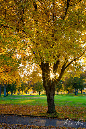 Sugar Maple and Setting Sun (2018)