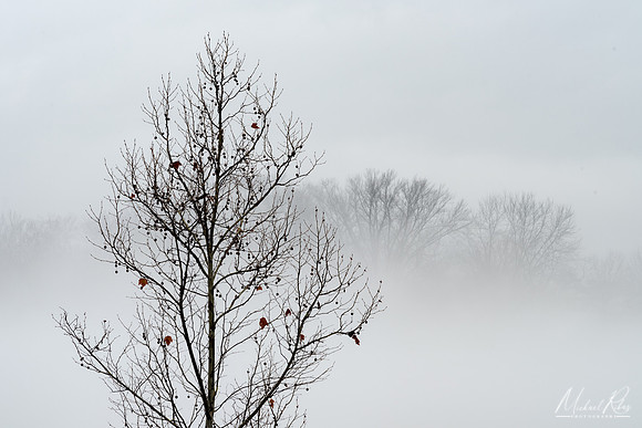 Tree and Fog (2019)