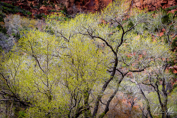 Spring Emergance at Zion (2019)