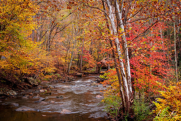 Brush Creek in Fall (2019)