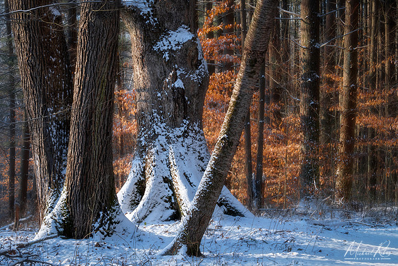 Hocking Hills Forest in Winter )2021)