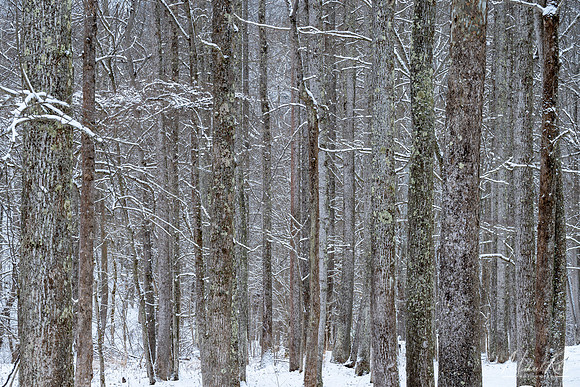 North Bend Winter Forest 2021)