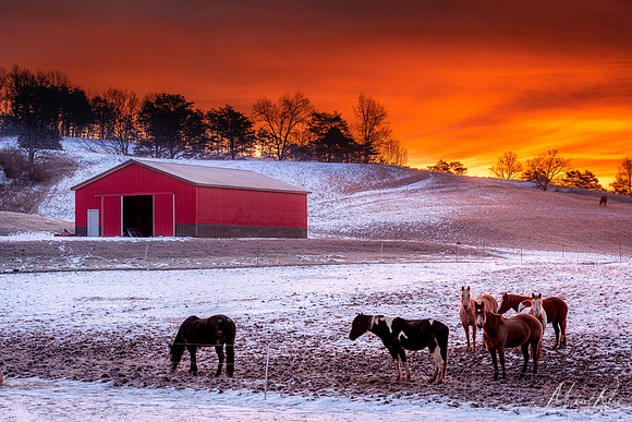 Horses and Morning Sky (2021)