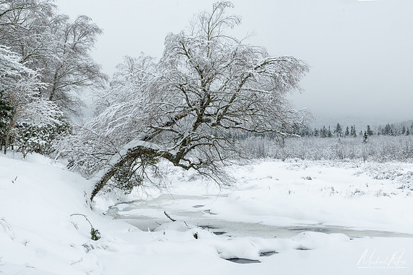 Canaan Valley Blackwater River in Winter (2021)