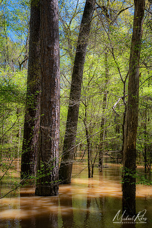 Congaree National Park (2021)