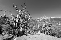 Bristlecone Pine (2021)