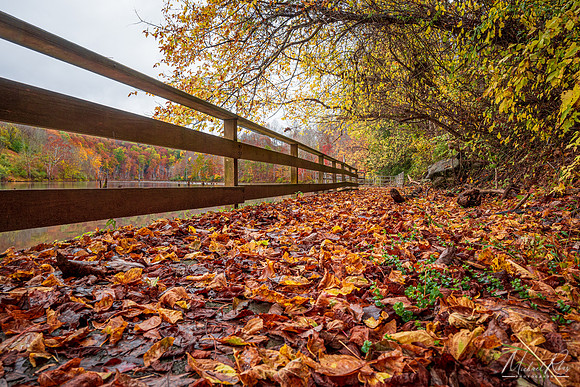 Fallen Leaves at North Bend  Lake (2021)