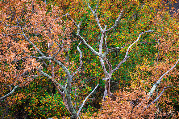 Coopers Rock Late Autumn Foliage (2020)
