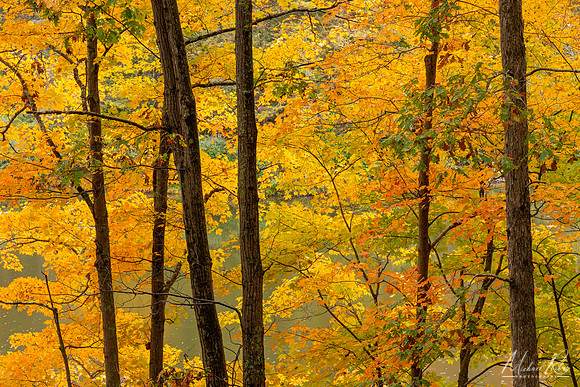 Autumn Trees at Mountwood Park (2020)