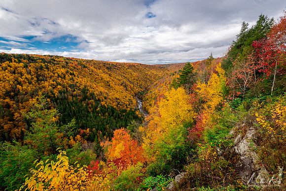 Blackwater Canyon in Fall (2020)