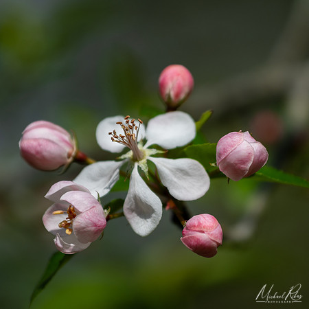 New Blossums (2024)