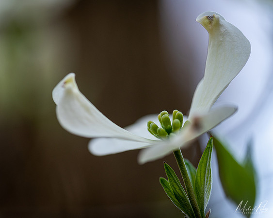 Dogwood Blossum (2021)