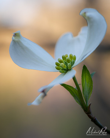Dogwood Blossum (2021)
