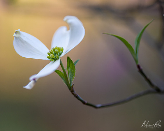 Dogwood Blossum (2021)