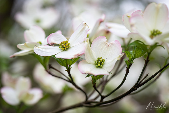 Dogwood Blossums (2021)